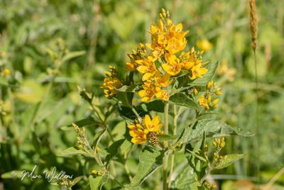 Grote wederik (Lysimachia vulgaris)