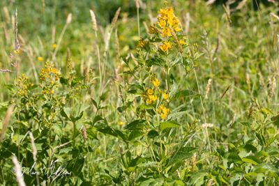 Grote wederik (Lysimachia vulgaris)