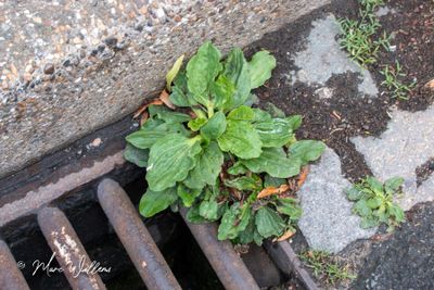 Grote weegbree (Plantago major)