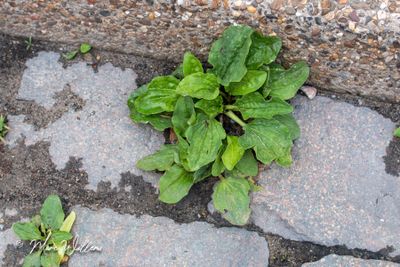 Grote weegbree (Plantago major)