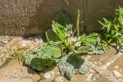 Grote weegbree (Plantago major subsp. major)