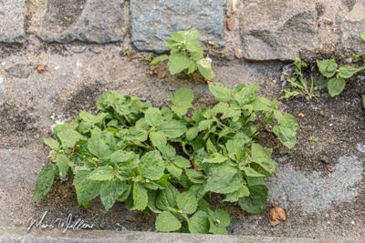 Harig knopkruid (Galinsoga quadriradiata, soms ook Galinsoga ciliata)