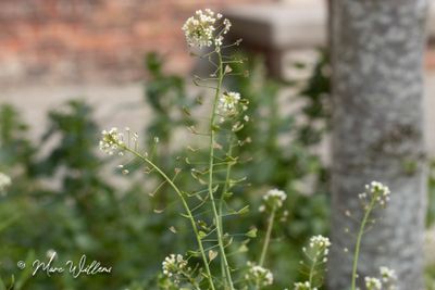 Herderstasje  (Capsella bursa-pastoris)