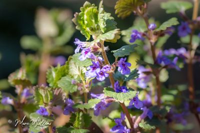 Hondsdraf (Glechoma hederacea)