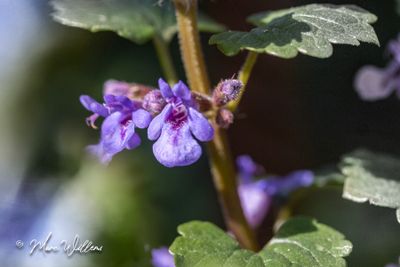Hondsdraf (Glechoma hederacea)