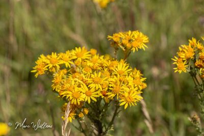 Jakobskruiskruid (Jacobaea vulgaris)