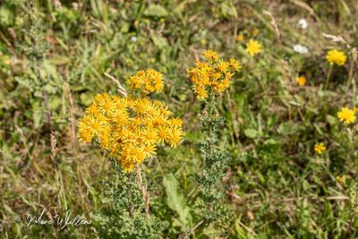 Jakobskruiskruid (Jacobaea vulgaris)