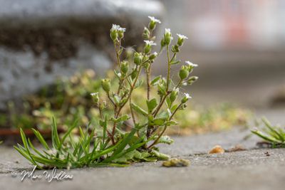 Kandelaartje (Saxifraga tridactylites)
