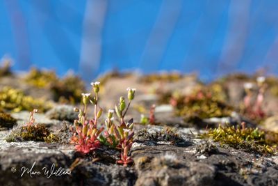 Kandelaartje (Saxifraga tridactylites)
