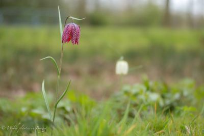 Kievitsbloem (Fritillaria meleagris)
