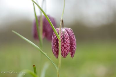 Kievitsbloem (Fritillaria meleagris)