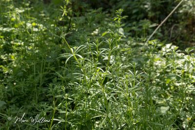 Kleefkruid (Galium aparine)