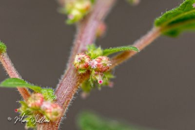 Klein glaskruid (Parietaria judaica) - detail van bloei