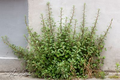 Klein glaskruid (Parietaria judaica)