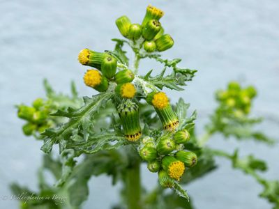 Klein kruiskruid (Senecio vulgaris)