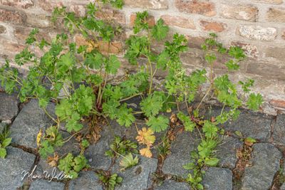 Kleine ooievaarsbek (Geranium pusillum)
