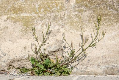 Kleine veldkers (Cardamine hirsuta)