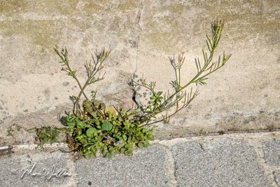 Kleine veldkers (Cardamine hirsuta)