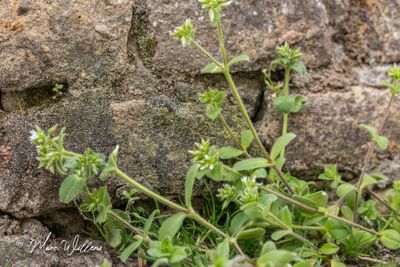 Kluwenhoornbloem (Cerastium glomeratum)