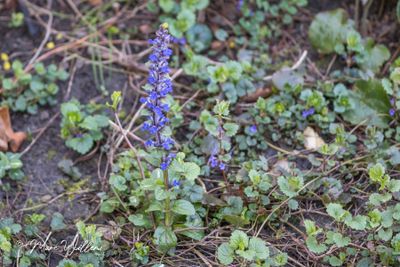 Kruipend zenegroen (Ajuga reptans)