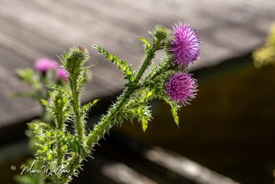 Kruldistel (Carduus crispus)