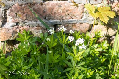 Lievevrouwebedstro (Galium odoratum)