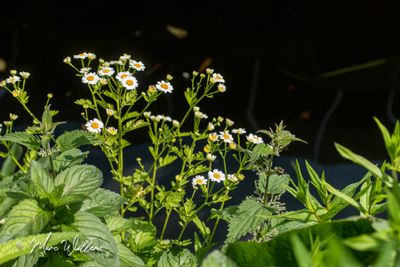 Moederkruid (Tanacetum parthenium)