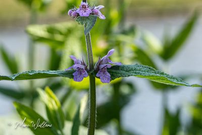 Moerasandoorn (Stachys palustris)