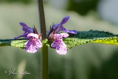 Moerasandoorn (Stachys palustris)