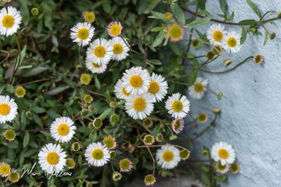 Muurfijnstraal (Erigeron karvinskianus)
