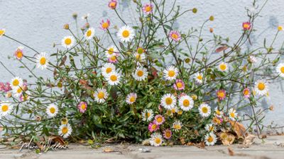 Muurfijnstraal (Erigeron karvinskianus)