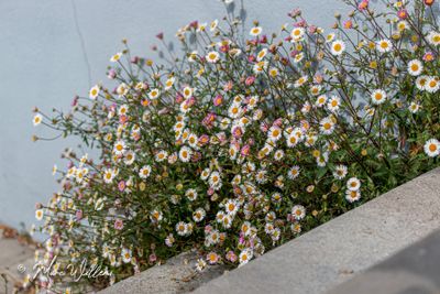 Muurfijnstraal (Erigeron karvinskianus)