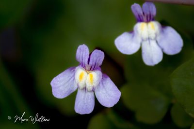 Muurleeuwenbek (Cymbalaria muralis)