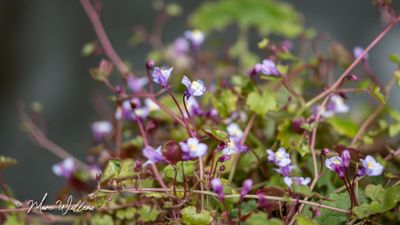 Muurleeuwenbek (Cymbalaria muralis)