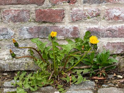 Paardenbloem (Taraxacum officinale)