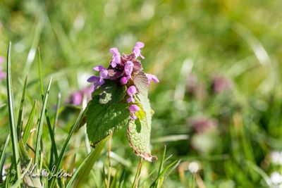 Paarse dovenetel (Lamium purpureum)