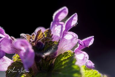 Paarse dovenetel (Lamium purpureum)