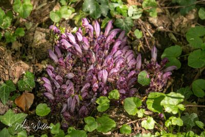 Paarse schubwortel (Lathraea clandestina)