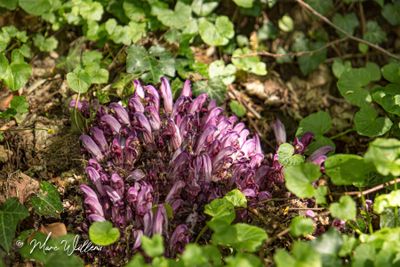 Paarse schubwortel (Lathraea clandestina)