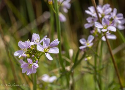 Pinksterbloem (Cardamine pratensis)