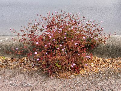 Robertskruid (Geranium robertianum)