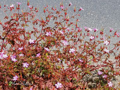 Robertskruid (Geranium robertianum)