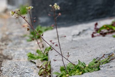 Rood Herderstasje (Capsella rubella)