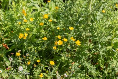 Scherpe boterbloem (Ranunculus acris)