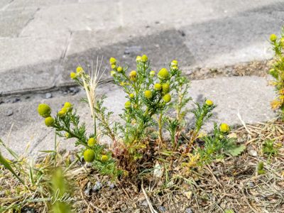 schijfkamille (Matricaria discoidea)