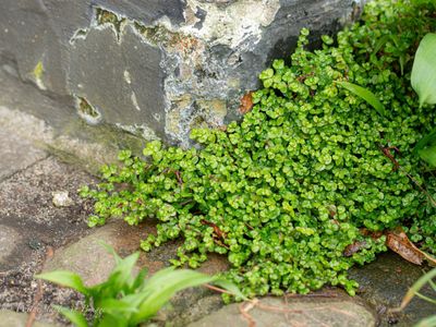 Slaapkamergeluk (Soleirolia soleirolii)