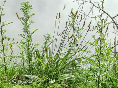 Smalle weegbree (Plantago lanceolata)