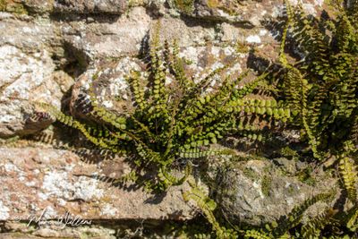 Steenbreekvaren (Asplenium trichomanes)