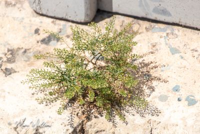 Steenkruidkers (Lepidium ruderale)