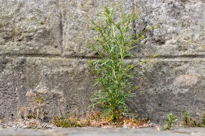 Steenkruidkers (Lepidium ruderale)